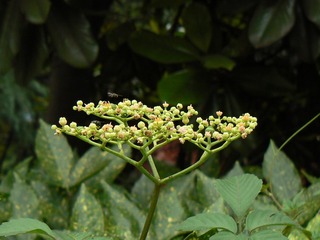 P1020093