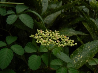 P1020090
