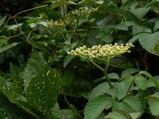P1020091