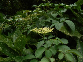 P1020092