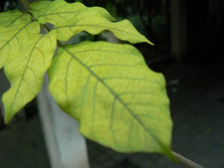 P1020131