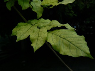 P1020135