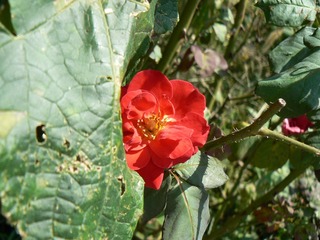 P1010595
