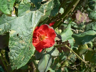 P1010592
