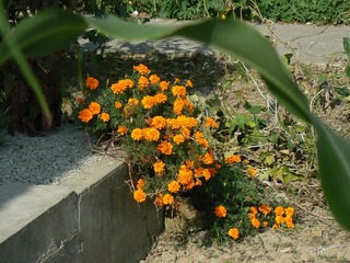 P1010619