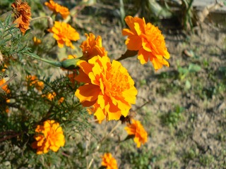 P1010623