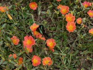 P1010718