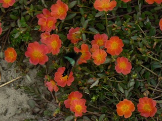 P1010720