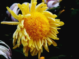 P101021