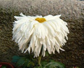 P1010747