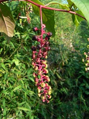 P1010497