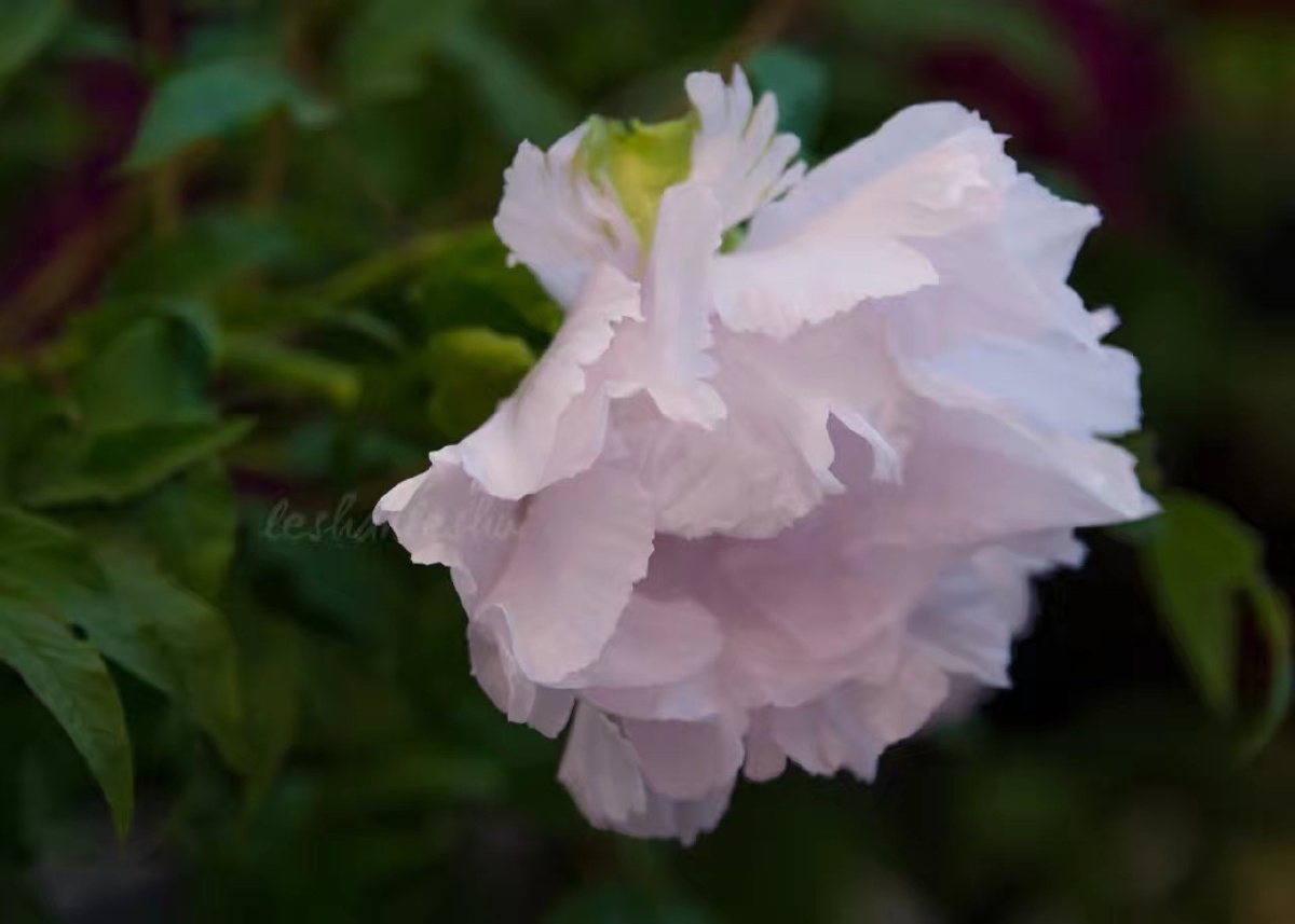 牡丹 - 花卉, 色彩, 牡丹, 尼康 - 萍萍相册