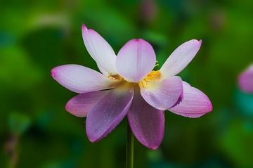 雨后荷花