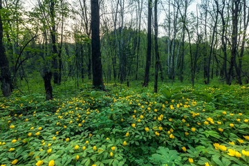 山花烂漫