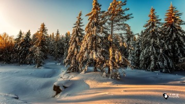 清晨的雪松