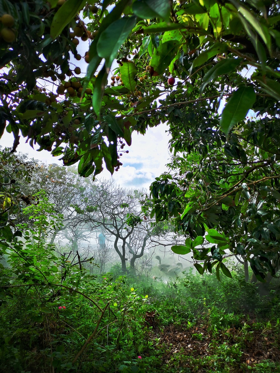 乡村早晨 - 东熙宝 - 图虫