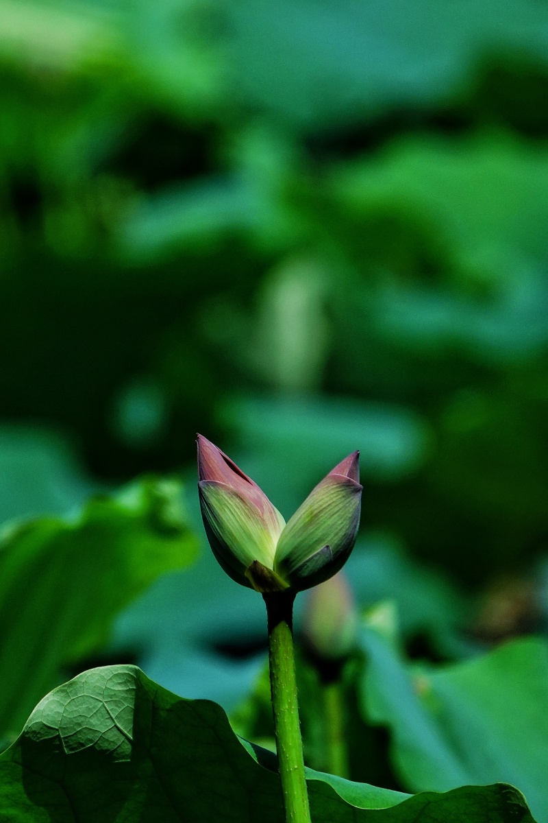 含苞待放的并蒂莲花