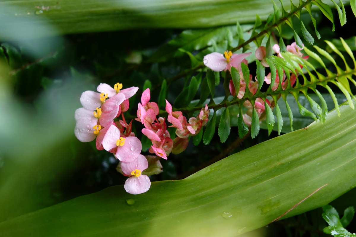海棠花 - 东熙宝 - 图虫