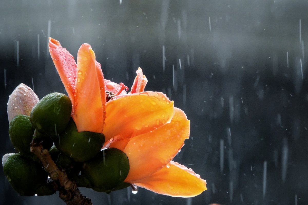 雨中木棉花 - 东熙宝