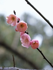 F29D76B3-D9F3-4016-B3E7-D986F58FDEA0/L0/001