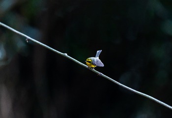 YSG_8650