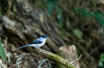 YSG_0663