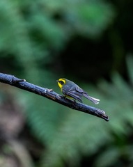 YSG_3446