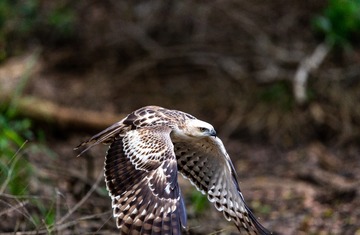 YSG_4948