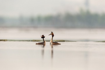 YSG_1047