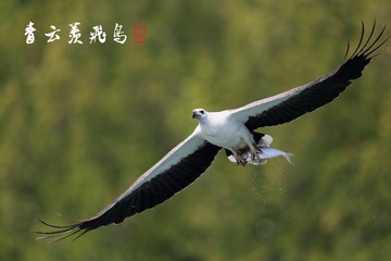 青云羡飞鸟_