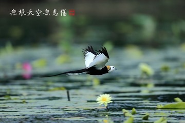 无垠天空无悲伤_
