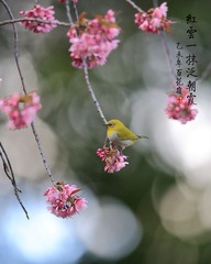 红云一抹泛朝霞_