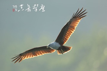 鹰击长空_