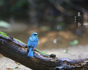 蓝