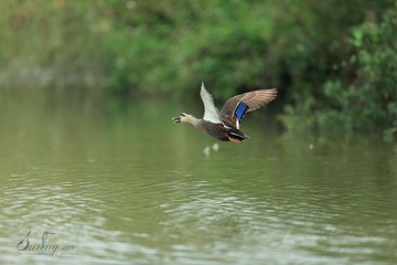 YSG_5398-1_