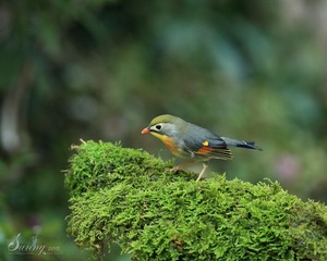 YSG_0919-1_