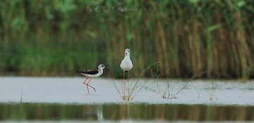 _SG_7943-1_