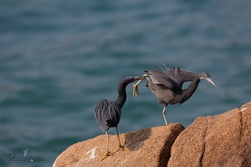 IMG_0068-1_