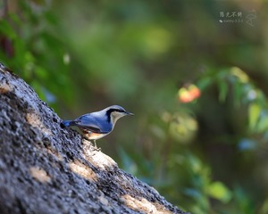 YSG_7642栗臀鳾_