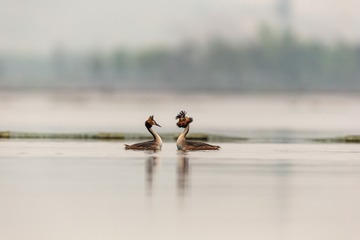 YSG_1006