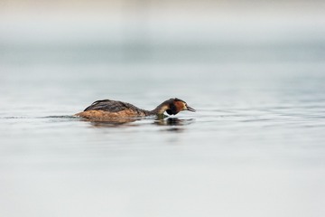 YSG_0774