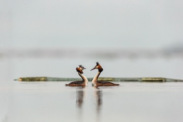 YSG_0560