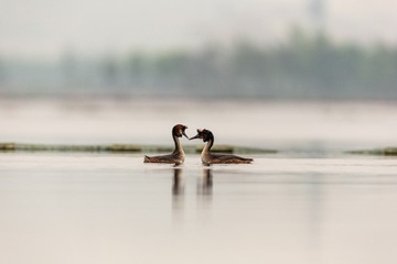 YSG_0992