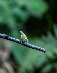 YSG_2554