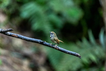 YSG_2304