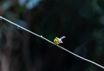 YSG_8632