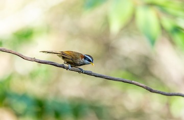 YSG_7381