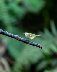 YSG_3406