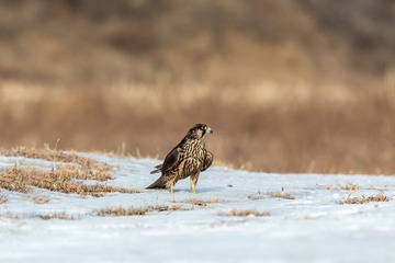 _SG_5960