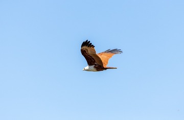 YSG_2920